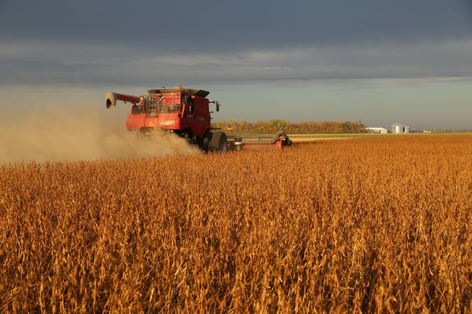 Grain in field. Grain in field.